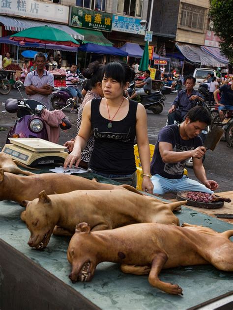 how many dogs are there in china